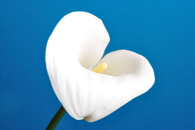 Close-up of white flower against blue background