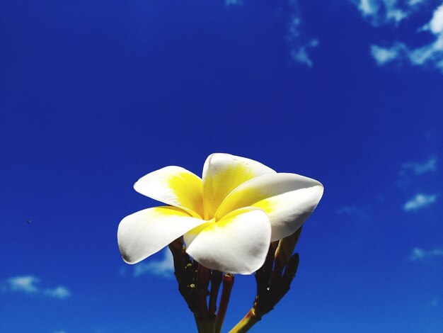 Close-up of white flower against blue sky