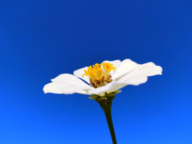 Close-up of white flower against blue sky