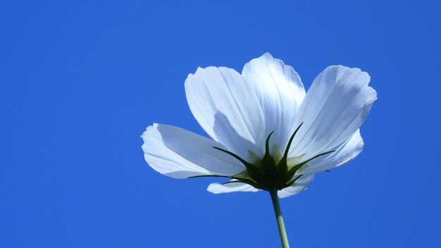 Close-up of white flower against clear blue sky