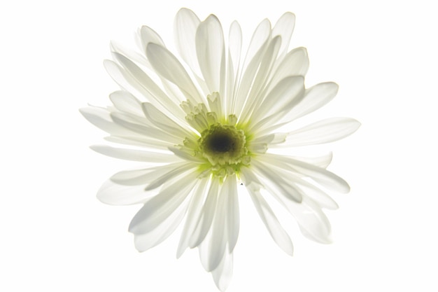 Close-up of white flower against white background