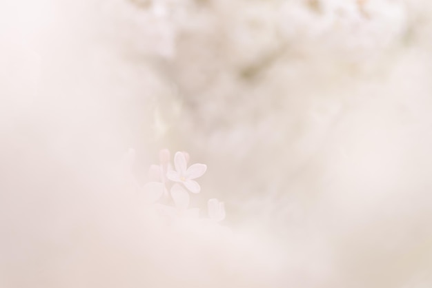 Foto close-up di un fiore bianco su uno sfondo bianco