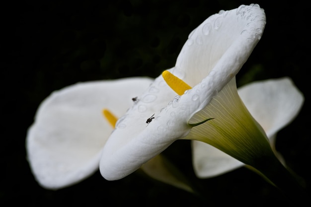 Close-up of white flower over black background