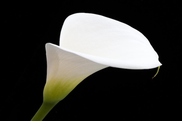 Foto close-up di un fiore bianco su uno sfondo nero