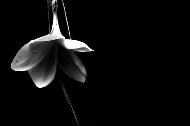 Foto close-up di un fiore bianco su uno sfondo nero