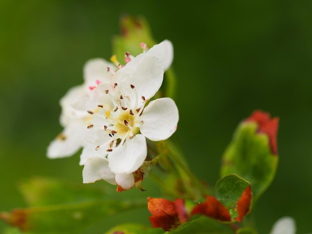 close-up of white flower in bloom