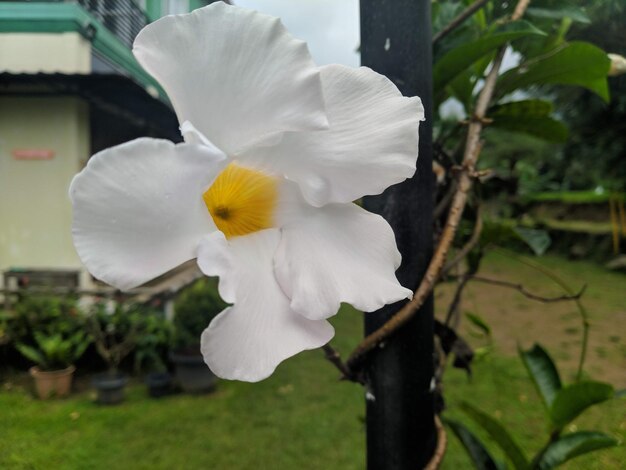 Close-up of white flower in bloom