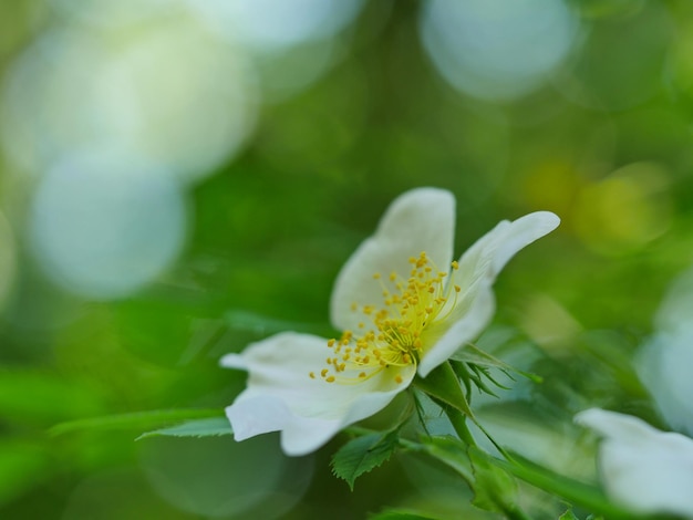 花をかせている白い花のクローズアップ