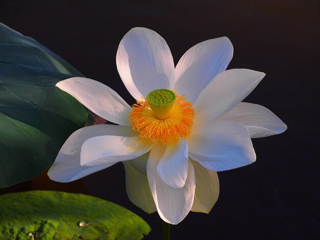 Close-up of white flower blooming against black background