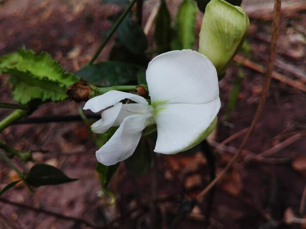 Close-up of white flower blooming outdoors