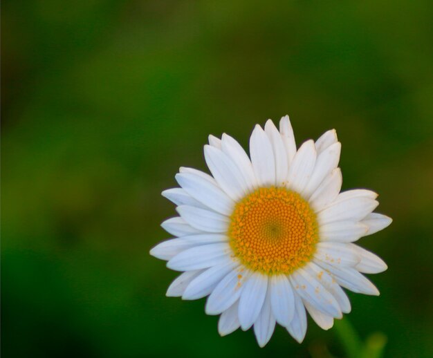 Close-up of white flower blooming outdoors