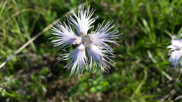 Photo close-up of white flower blooming outdoors