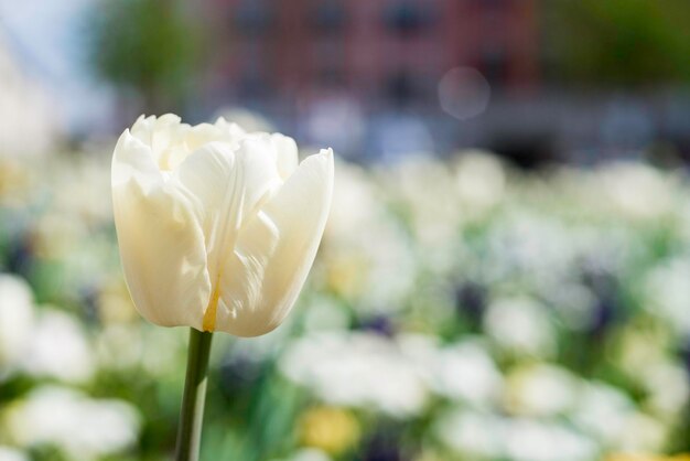 Photo close-up of white flower blooming outdoors