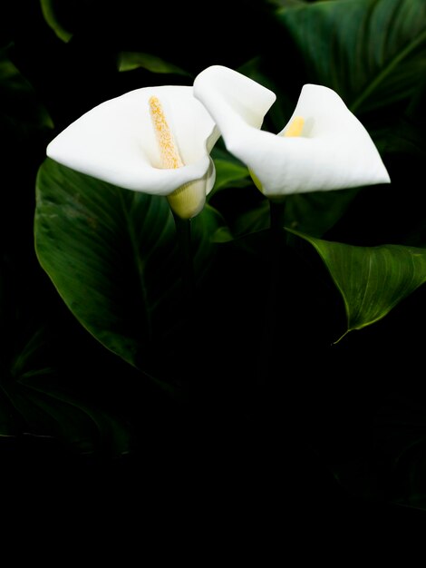 Foto close-up di un fiore bianco in fiore all'aperto