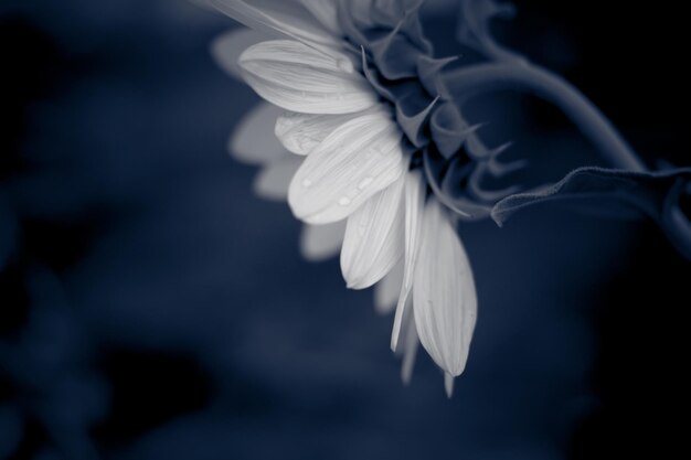 Photo close-up of white flower blooming outdoors