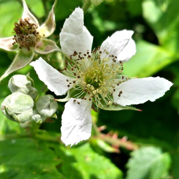 Close-up of white flower blooming outdoors