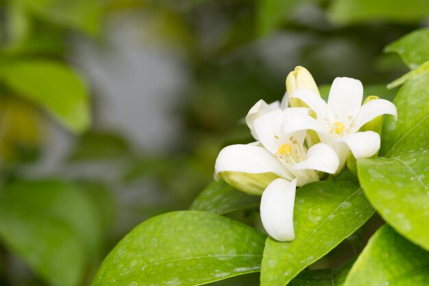 Close-up of white flower blooming outdoors