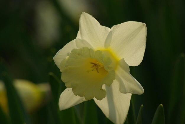 Close-up of white flower blooming outdoors