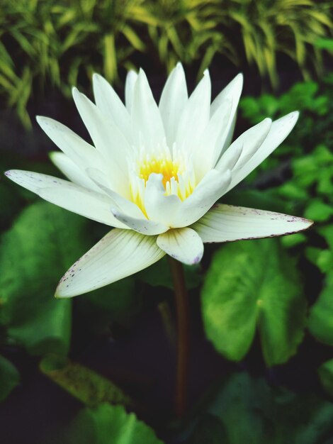 Close-up of white flower blooming outdoors