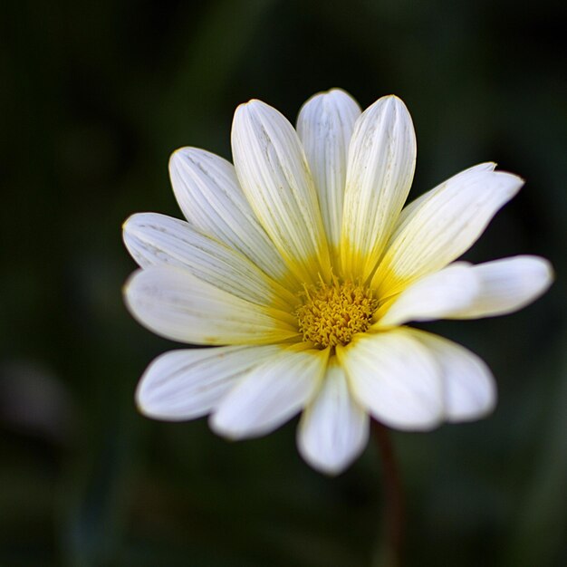 Foto close-up di un fiore bianco in fiore all'aperto