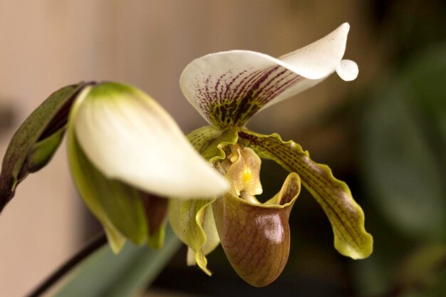 Close-up of white flower blooming outdoors