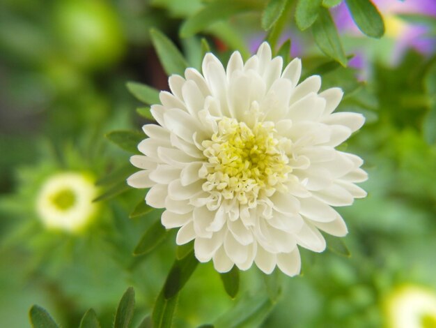 Close-up of white flower blooming outdoors