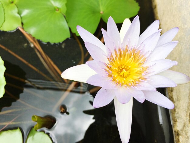 Close-up of white flower blooming outdoors