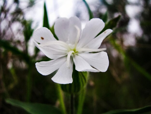 Close-up of white flower blooming outdoors