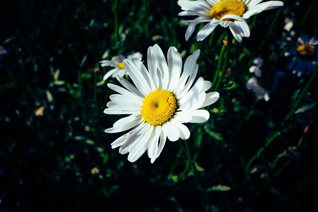 Photo close-up of white flower blooming outdoors