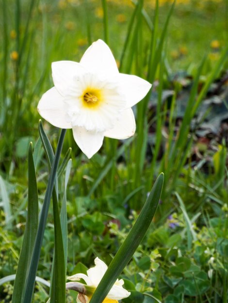 Close-up of white flower blooming outdoors