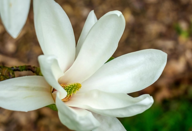Foto close-up di un fiore bianco in fiore all'aperto