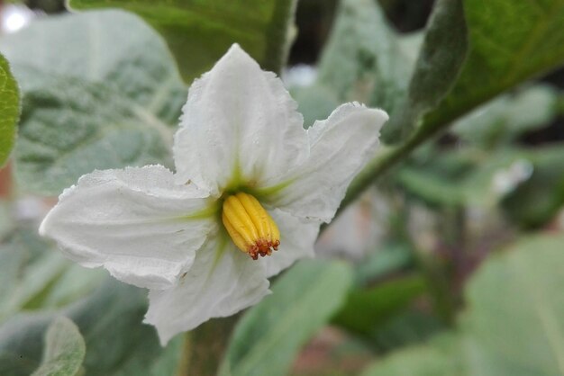 Close-up of white flower blooming outdoors