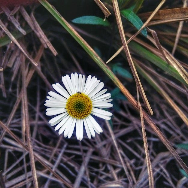 Photo close-up of white flower blooming outdoors