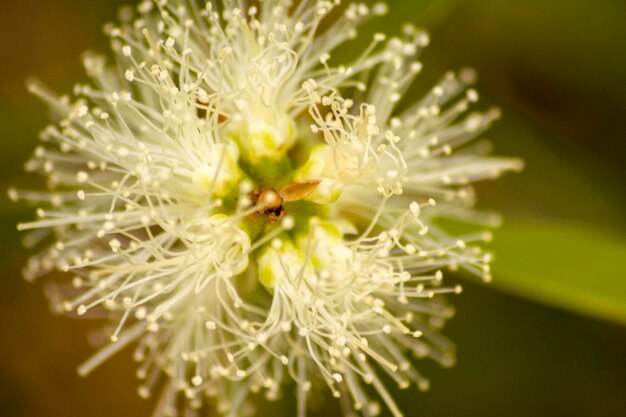 Close-up of white flower blooming outdoors