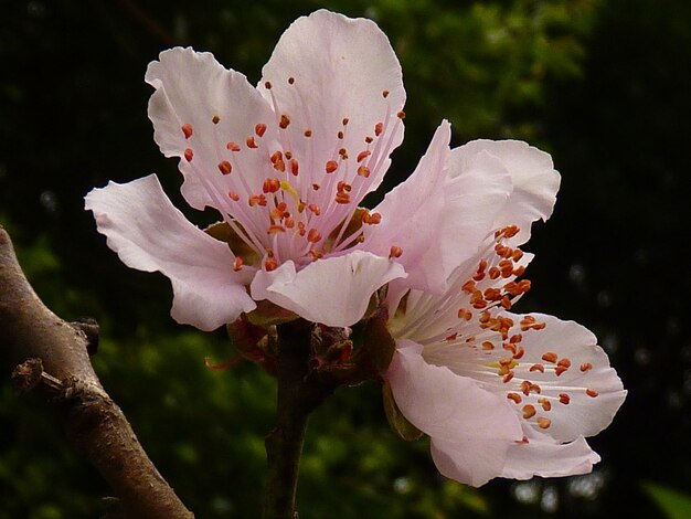 Foto close-up di un fiore bianco che fiorisce sull'albero