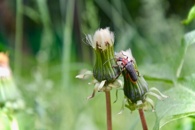 Close-up of white flower bud