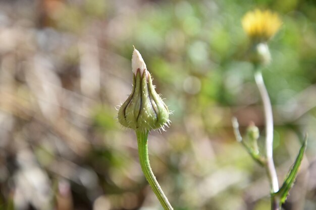 Photo close-up of white flower buds