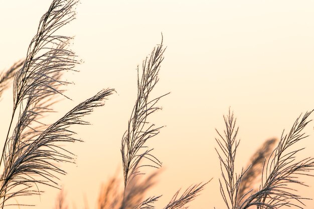 Close up White flower in field with sunrise background