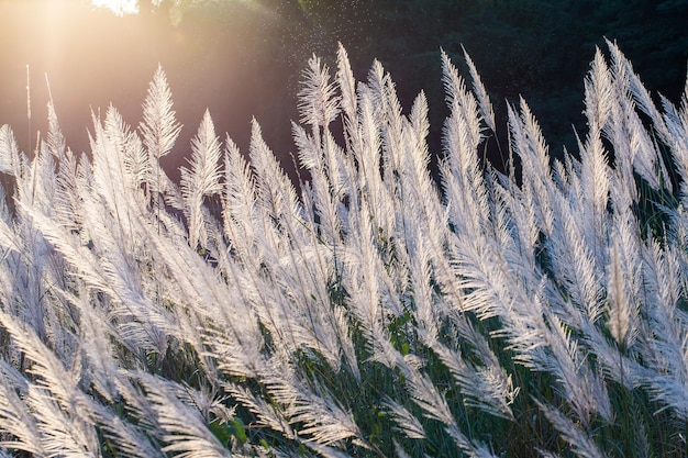 Close up White flower in field with sunrise background