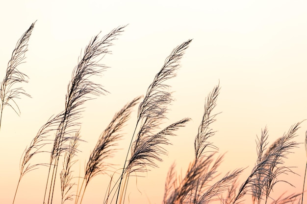 Close up White flower in field with sunrise background