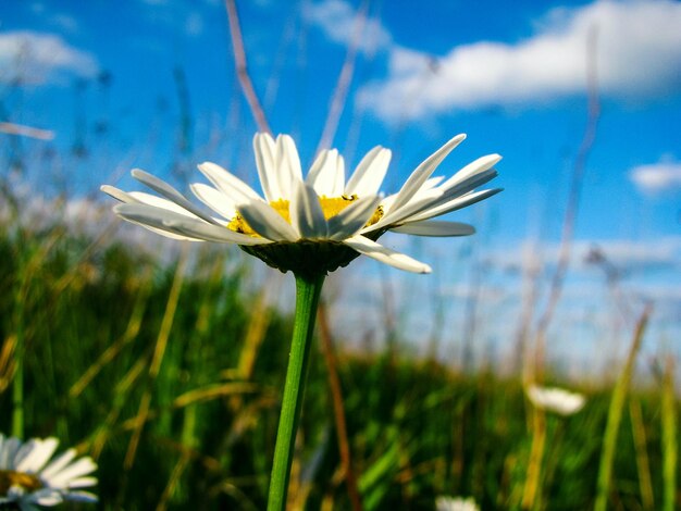 Close-up of white flower on field