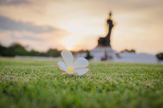 Photo close-up of white flower on field