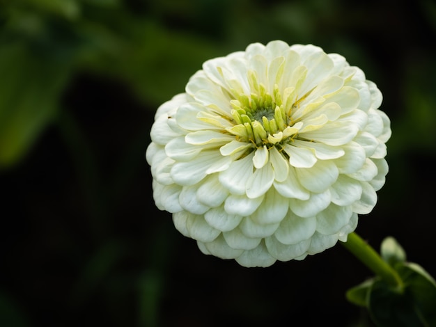 Close up a white flower in the garden