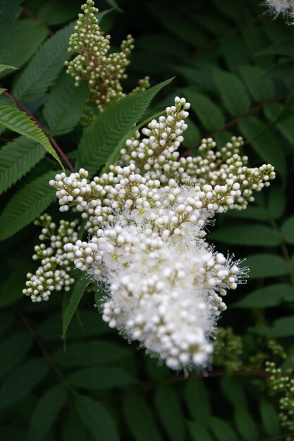 Foto close-up di un fiore bianco su sfondo verde