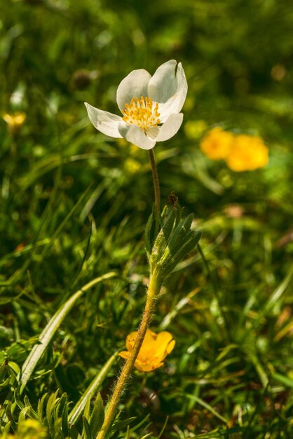Close-up of white flower growing on field