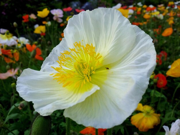 Close-up of white flower in park