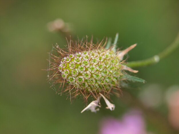 Photo close-up of white flower plant