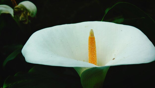 Close-up of white flower plant