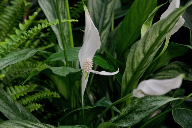 Close-up of white flower plant