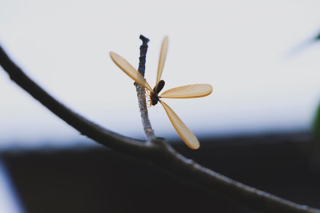 Foto prossimo piano di una pianta a fiori bianchi